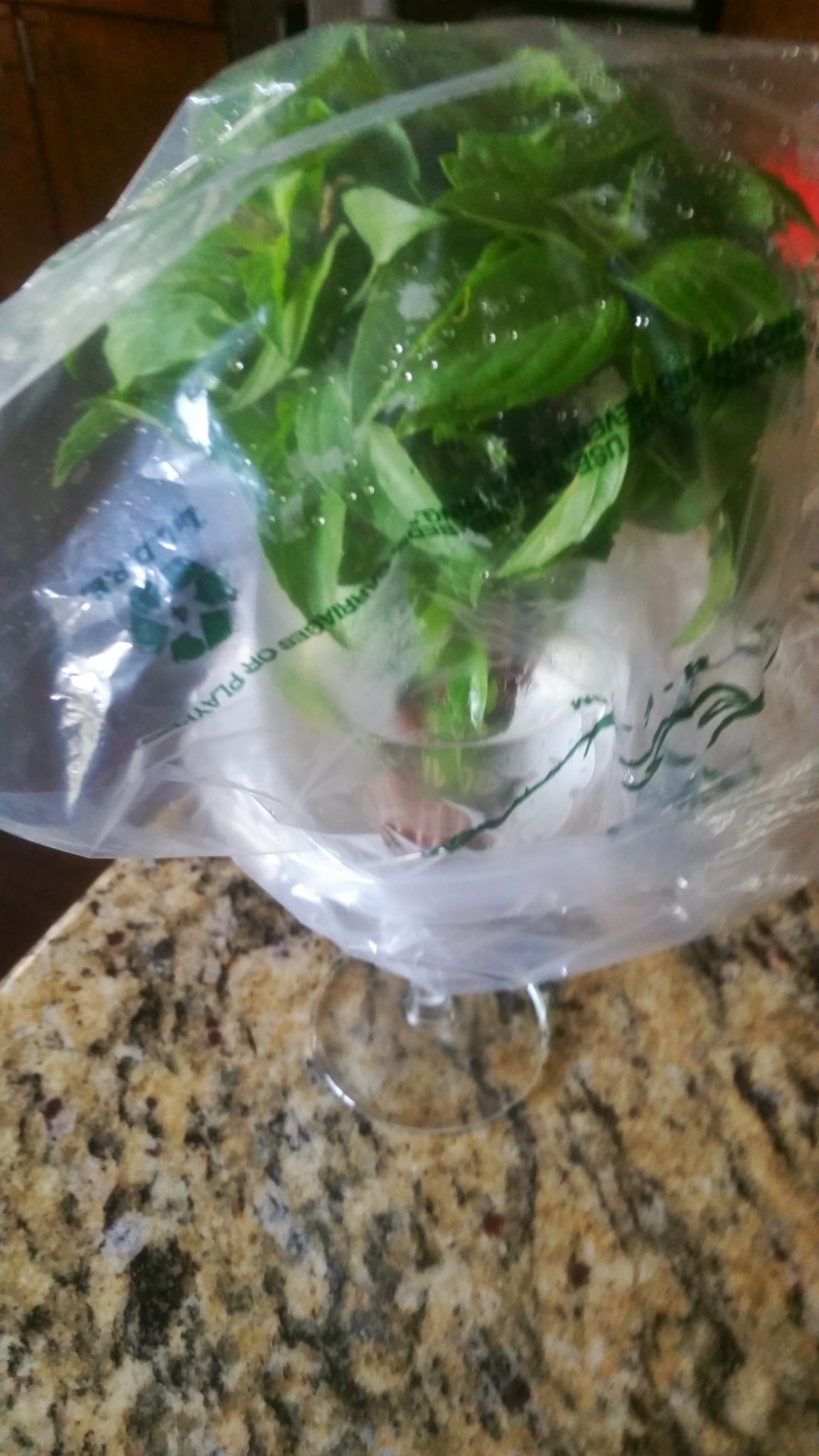 Refrigerated-thai-basil